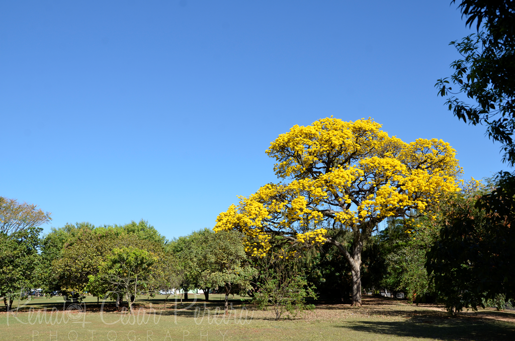 Barão Geraldo é um distrito campineiro onde está instalado o principal campus da Unicamp e é a terra do Boi Falô e da Milena Pavorô (SBT-Ratinho).